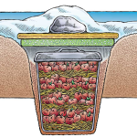 Building Barrel or trash can Root Cellar