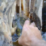 Native American fish trap, Wilderness Survival