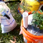 Survival Gardening in Containers