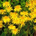 Herbal First Aid with Arnica