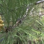 Survival 101: Making Food from Pine Trees