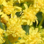 Edible and Medicinal Plant Series- Goldenrod