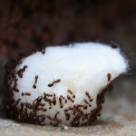Simple Ant Control Solutions