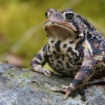 Useful Information About Frogs and Toads and Their Benefits