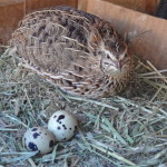 The Little-Known Benefits Associated with Raising Quail