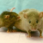 How to Keep Rats and Mice at Bay