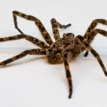Natural Ways to Keep Spiders Under Control