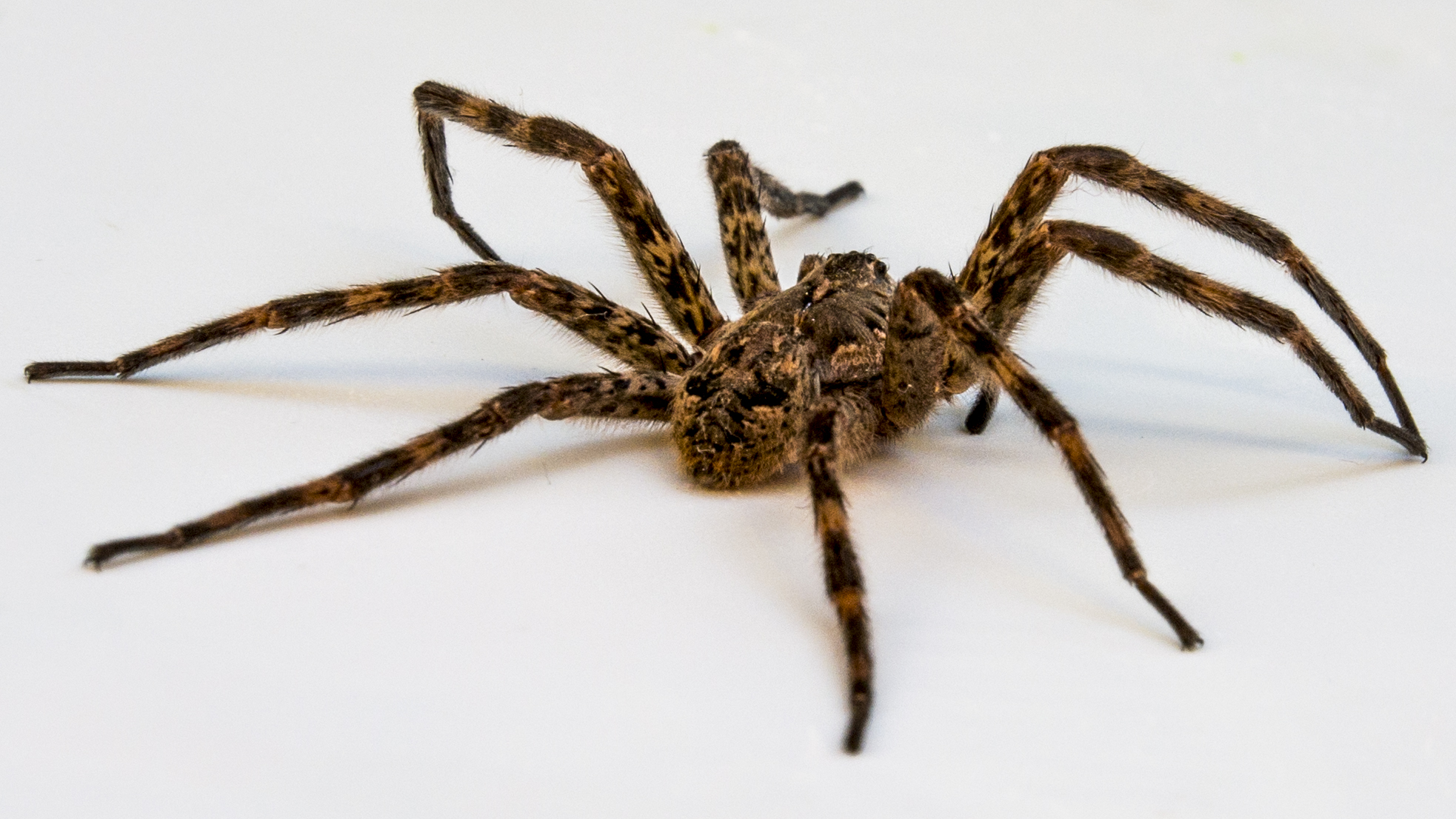 Natural Ways To Keep Spiders Under Control 101 Ways To Survive