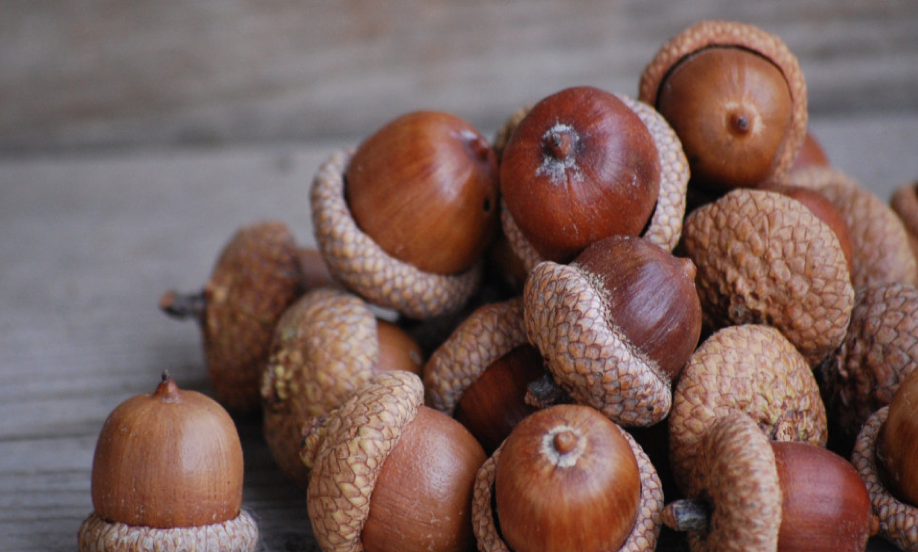 How To Make Acorn Flour Ways To Survive