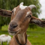 Milking Your Goat…Easier than you might think!