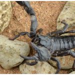 Scorpion Stings:  Dangers and Treatment Options