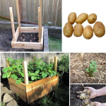 How to Grow a Compact Potato Grow Box