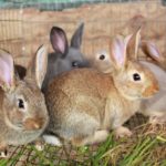 Simple Guide to Raising Rabbits for Meat