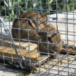 How to Make a Cheap and Effective Live Rabbit Trap