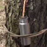 How To Fill Your Canteen from a Tree
