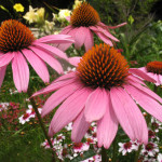 Lakota plant medicine, Purple cone flower/Ecinacia tea for boosting the immune system