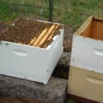 Beekeeping for Beginners -Hive Set Up