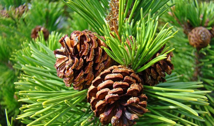 pine-tree-blendspaceDOTcom