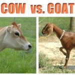 Cows vs Goats:  the Pros and Cons of Both