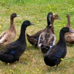 Raising Ducks: How to Get Started Easily