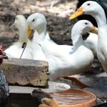 The Amazing Benefits of Ducks and Chickens in the Garden