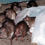 The Health Risks Associated With Rats