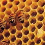 Safe and Natural Ways to Remove Bee Hives