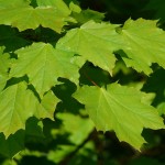 Leaves? Yes! Important Uses for Leaves in Survival Situations