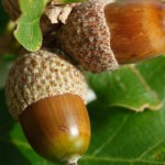 The One Secret You MUST know when Harvesting Wild Acorns