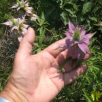 How to Make a Muscle Balm out of Horsemint