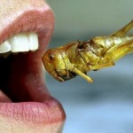 8 Edible Bugs That Could Help You Survive