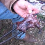 How to Field Dress and Cook a Gopher