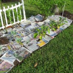 How Newspaper Can Enhance Productivity of Your Garden