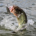 Important Springtime Fishing Tips to Consider