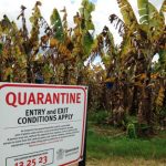 Banana Fungus Threatens to Kill Global Supplies