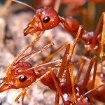 Why Fire Ants Sting and How to Deal With Them