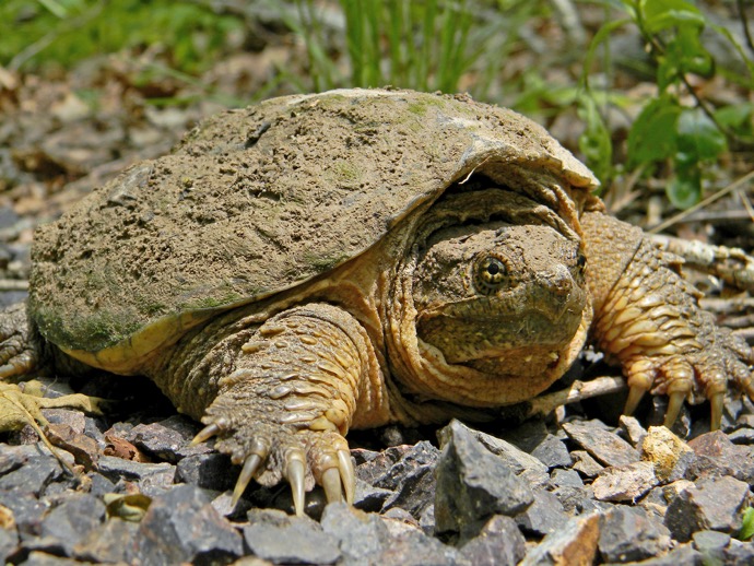 Common_Snapping_Turtle_Close_Up