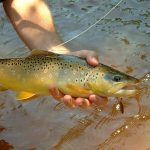 Basic Trout Fishing Tips and Tactics