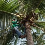 The Unknown Benefits of the Coconut Tree