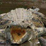 Man Eating Crocodiles Found in Florida Swamps