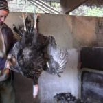 How to Clean or Pluck a Turkey