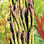 Perennial Vegetables that Grow Year After Year