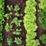 Why Everyone Should Plant a Survival Garden