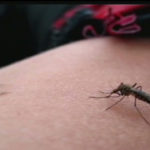 Mosquito Repellents:  Separating Fact from Fiction