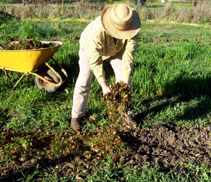 6-Useful-Ways-to-Use-Dried-Up-Fall-Leaves-kindling-crafts-mulch-fertilizer-lawn-plants-gardening-compost4