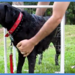 How to Make a Simple and Effective Dog Washer
