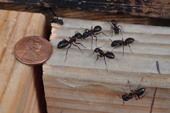 Carpenter Ants in Northern California