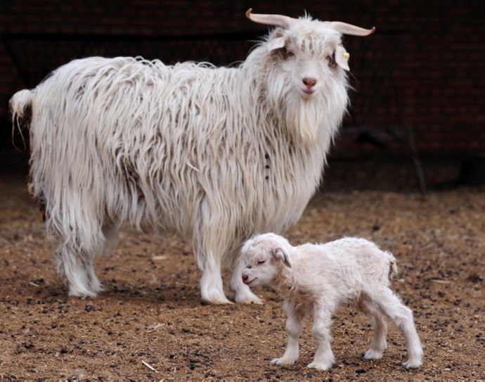 cashmere-goat-baby