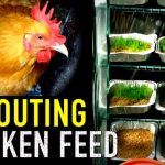 How to Grow Your Own Supplement Chicken Feed