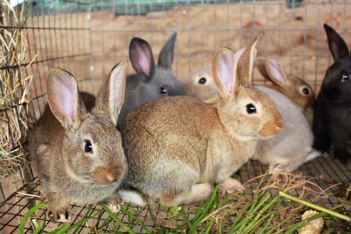 Simple Guide to Raising Rabbits for Meat – 101 Ways to Survive